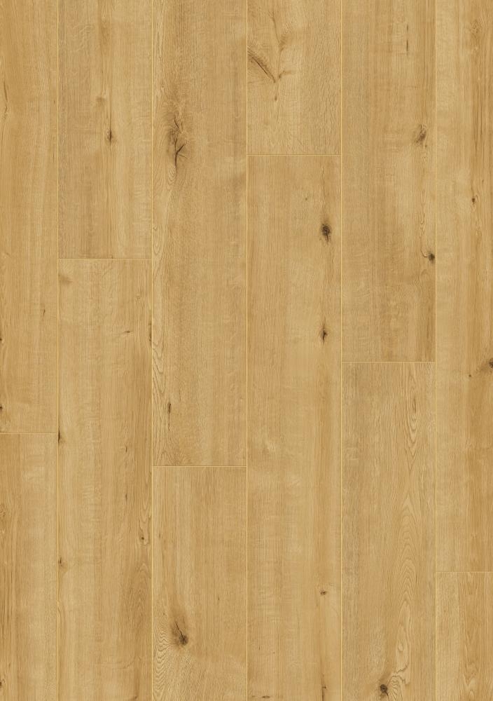 00517 Dub Boston / hydro - DOPREDAJ