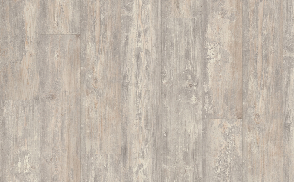 EHD020 Borovica Zappulla svetlá